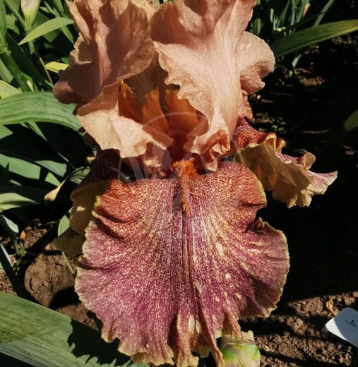 Koffee Breakfast IMG_20200602_092111 upr1